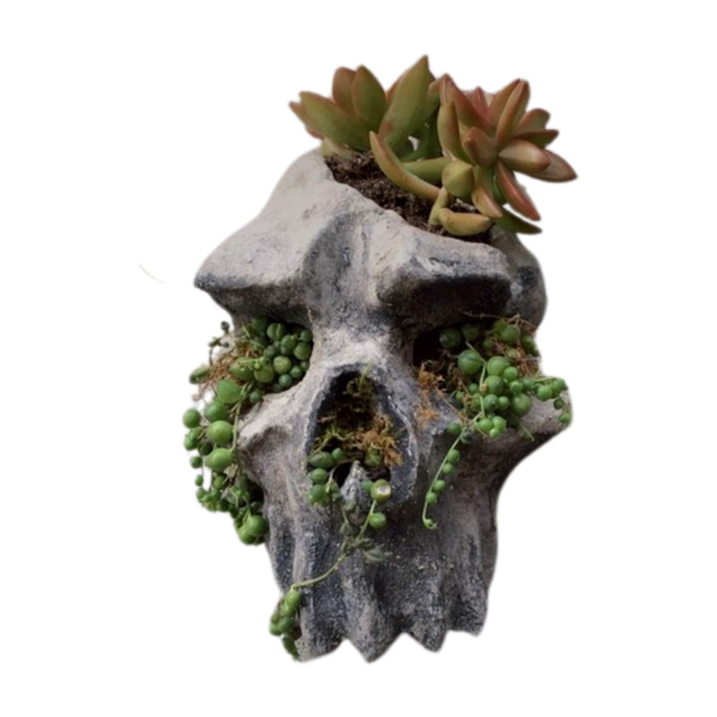 Concrete Skull Planters & Decor