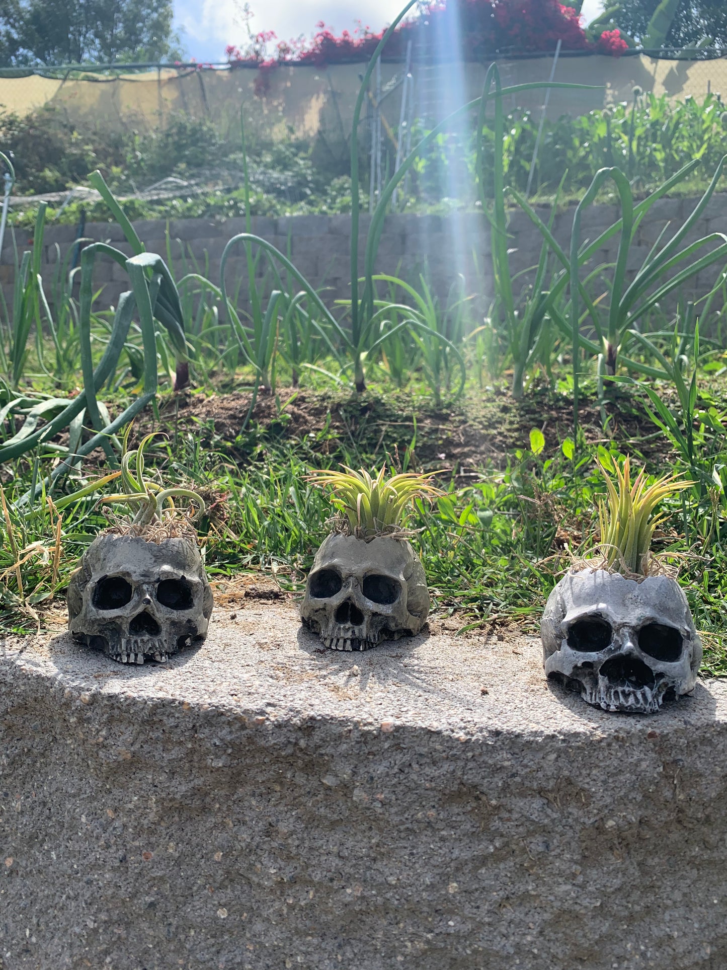 Handmade Mini Skull Planter with Air Plant – Hand-Painted Ceramic Planter with Drain Hole & Protective Clear Coat – Gothic Succulent Pot – U