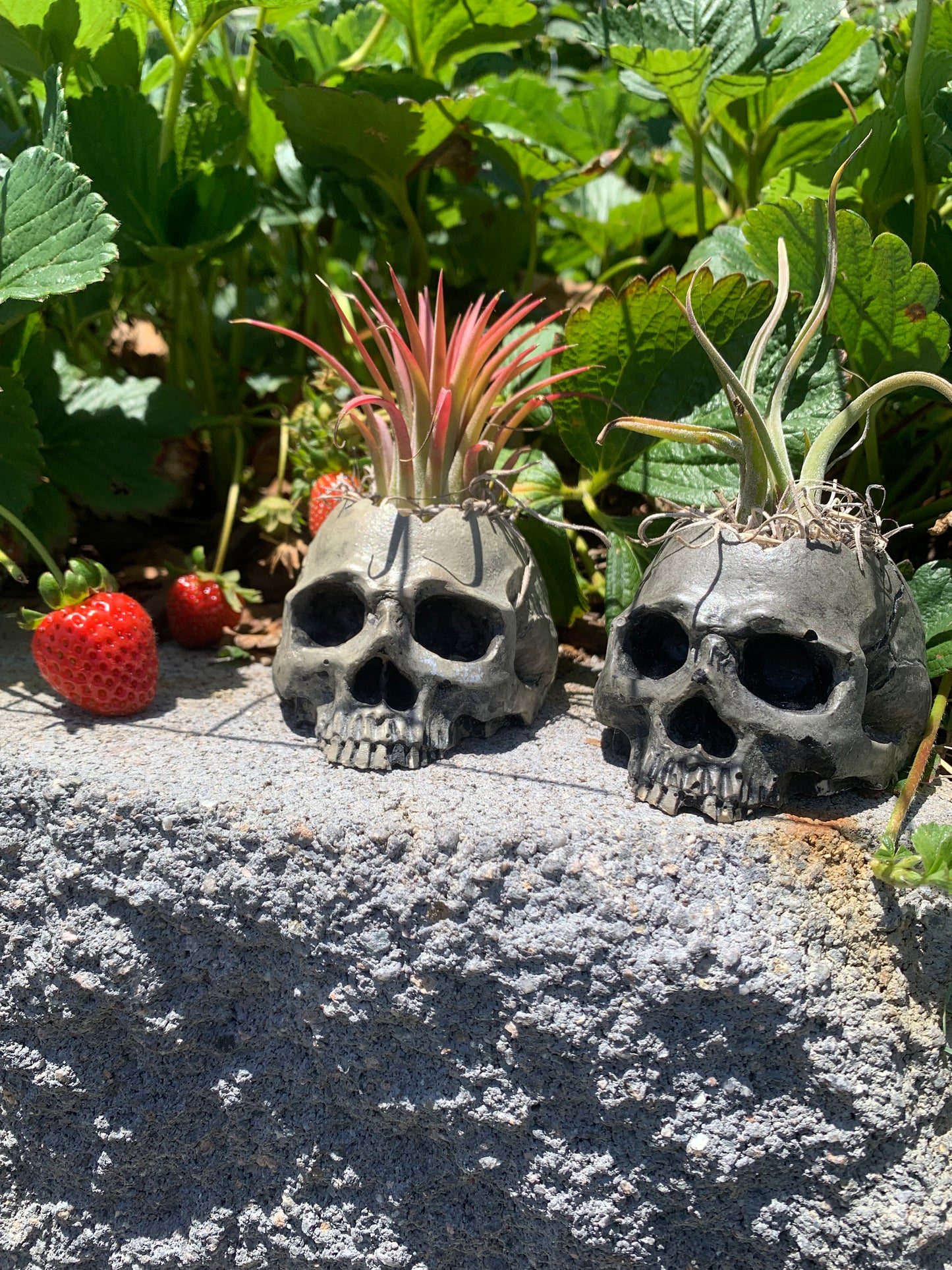 Handmade Mini Skull Planter with Air Plant – Hand-Painted Ceramic Planter with Drain Hole & Protective Clear Coat – Gothic Succulent Pot – U