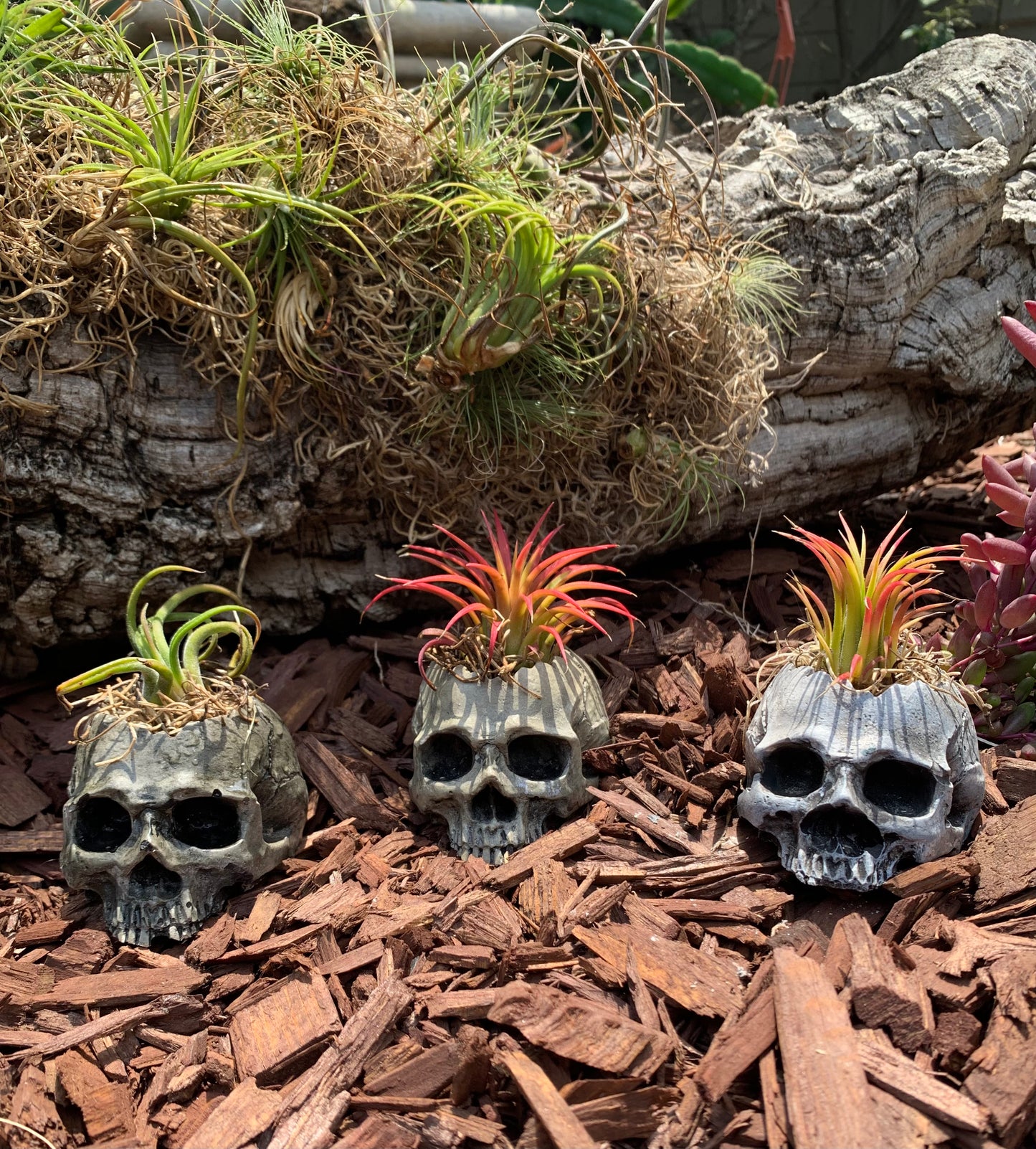 Handmade Mini Skull Planter with Air Plant – Hand-Painted Ceramic Planter with Drain Hole & Protective Clear Coat – Gothic Succulent Pot – U