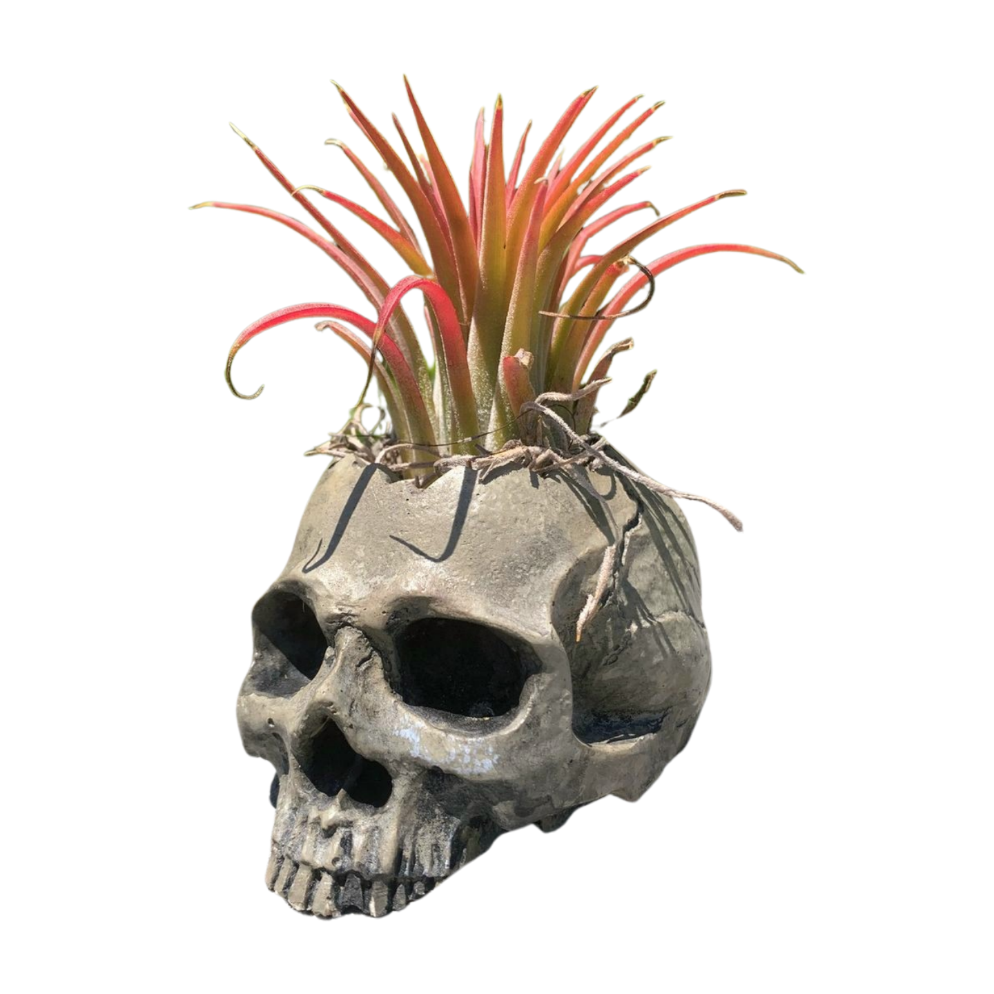 Handmade Mini Skull Planter with Air Plant – Hand-Painted Ceramic Planter with Drain Hole & Protective Clear Coat – Gothic Succulent Pot – U